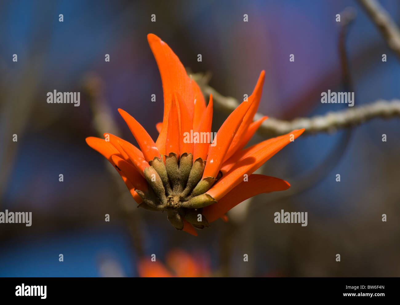 Gemeinsamen Korallenbaum Blume Erythrina Lysistemon Krüger Nationalpark in Südafrika Stockfoto