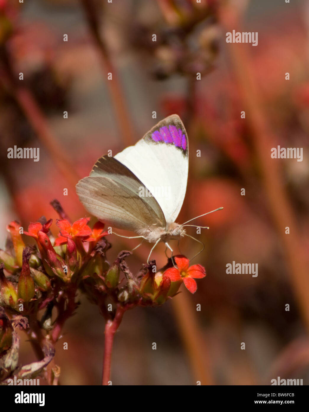 Küste lila Tipp (Colotis Erone), Krüger Nationalpark, Südafrika Stockfoto