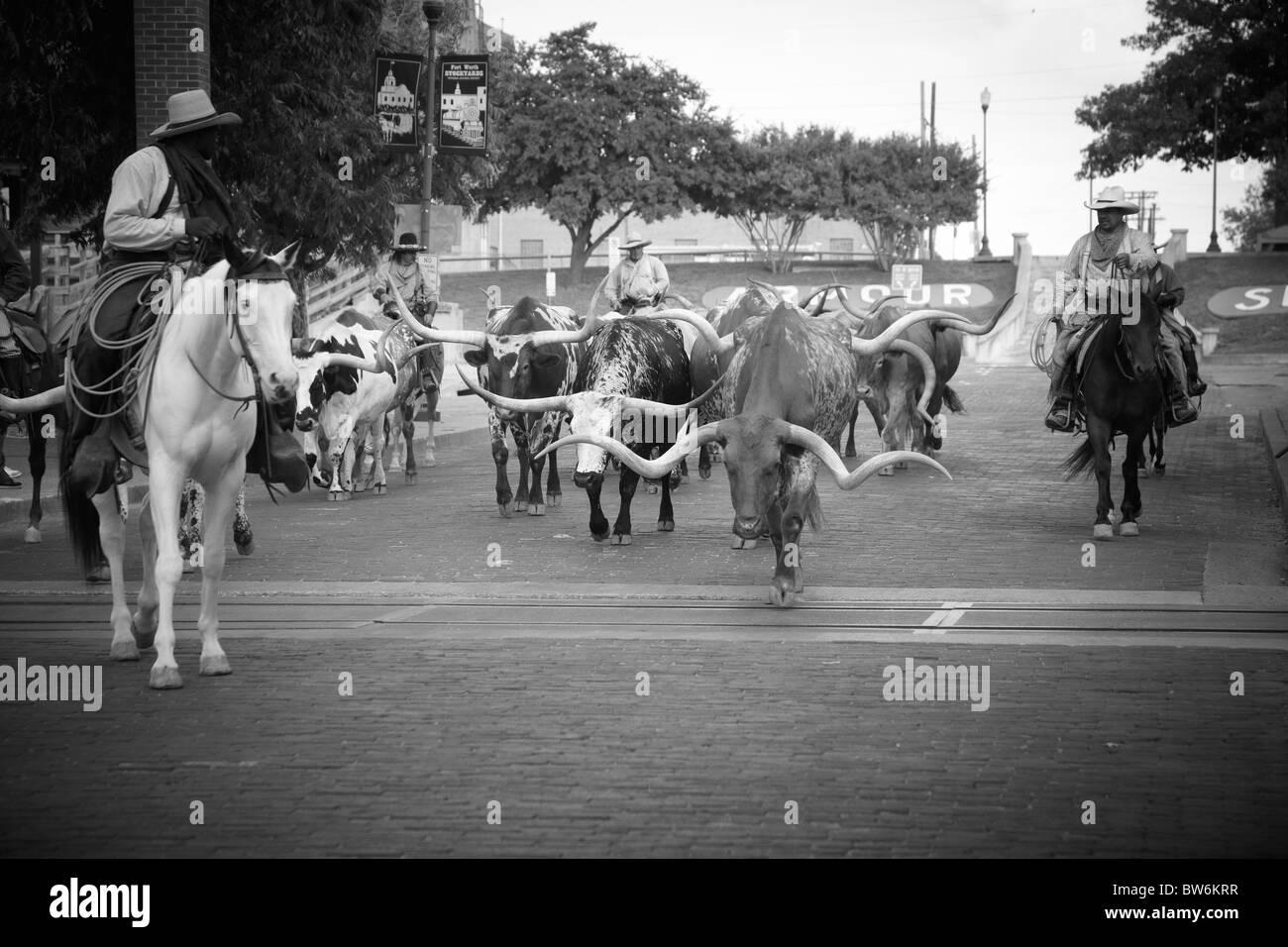 Cowboys mit ihren gehörnten Kühe beim Almabtrieb, Dallas Forth Wert Lager Hof Stockfoto