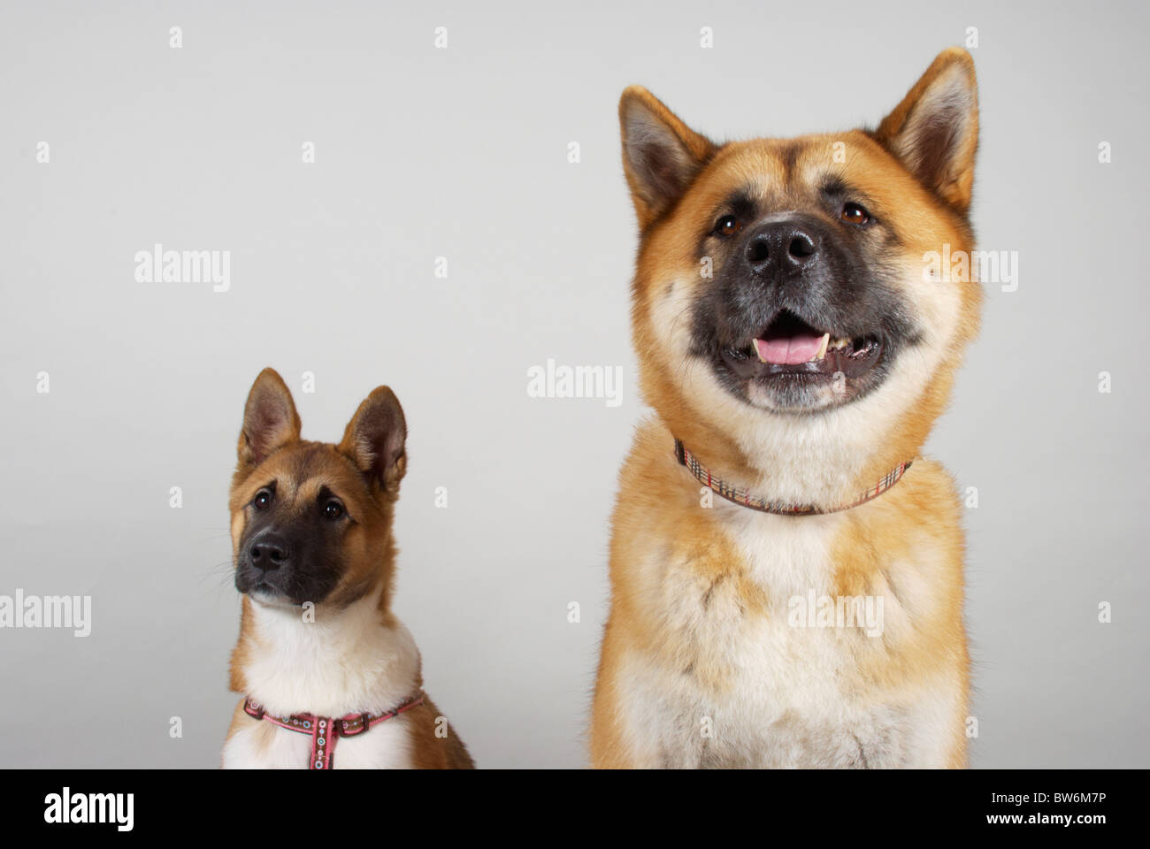 Japanischen Akitas. Kendo (im Alter von 4 Jahren) & Sumi (im Alter von 16 Wochen). Stockfoto