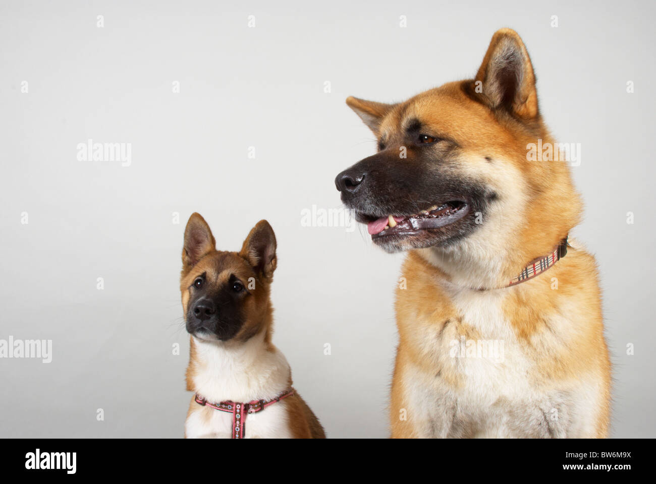 Japanischen Akitas. Kendo (im Alter von 4 Jahren) & Sumi (im Alter von 16 Wochen). Stockfoto