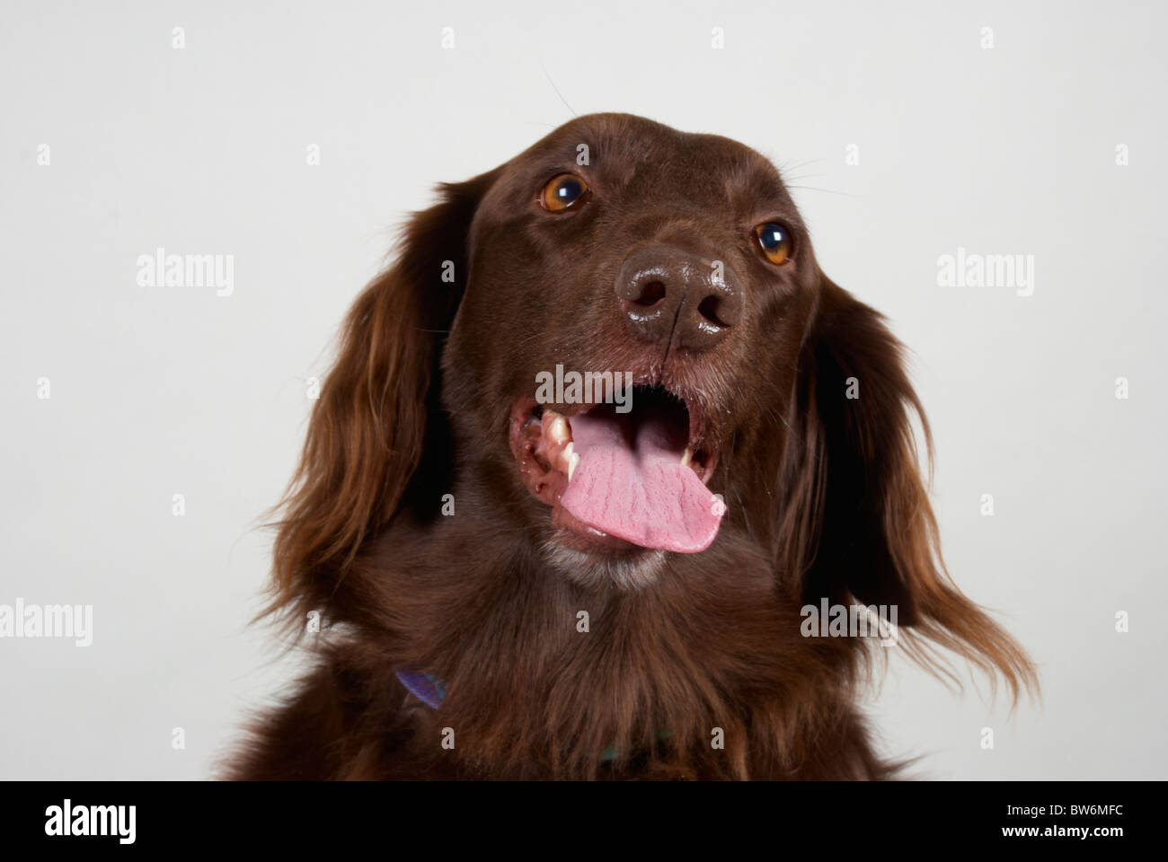 Cassie (eine flache beschichteten Retriever). Stockfoto