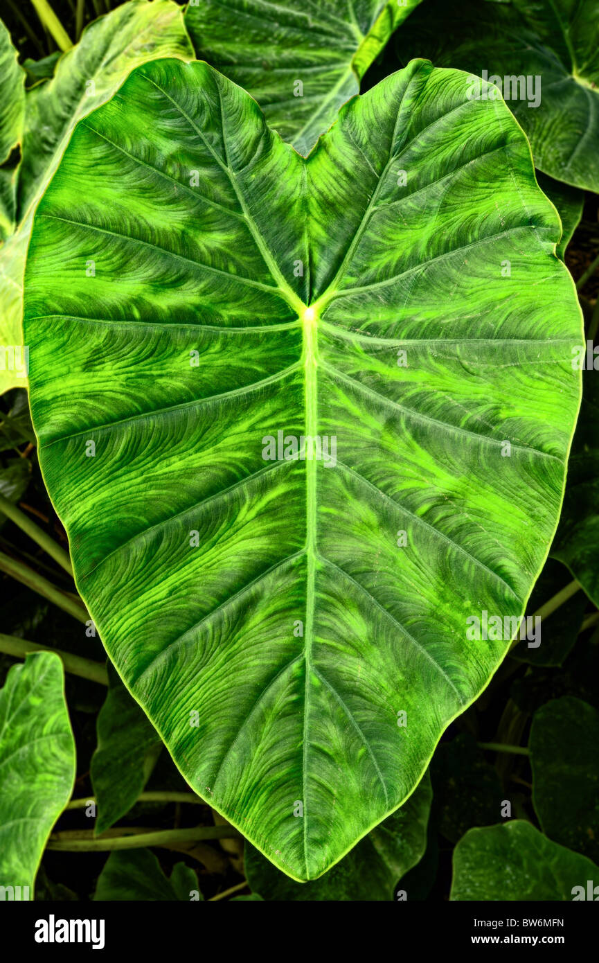 Riesige Elefanten Ohr Taro Blatt--Alocasia Macrorrhizos (L.) G. Don  Stockfotografie - Alamy