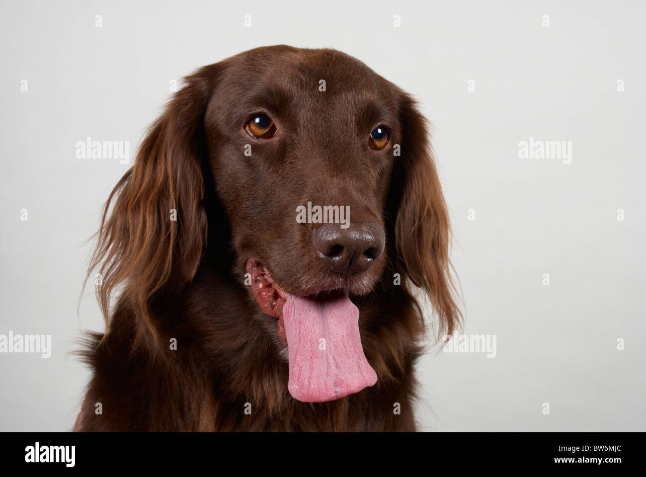 Cassie (eine flache beschichteten Retriever). Stockfoto