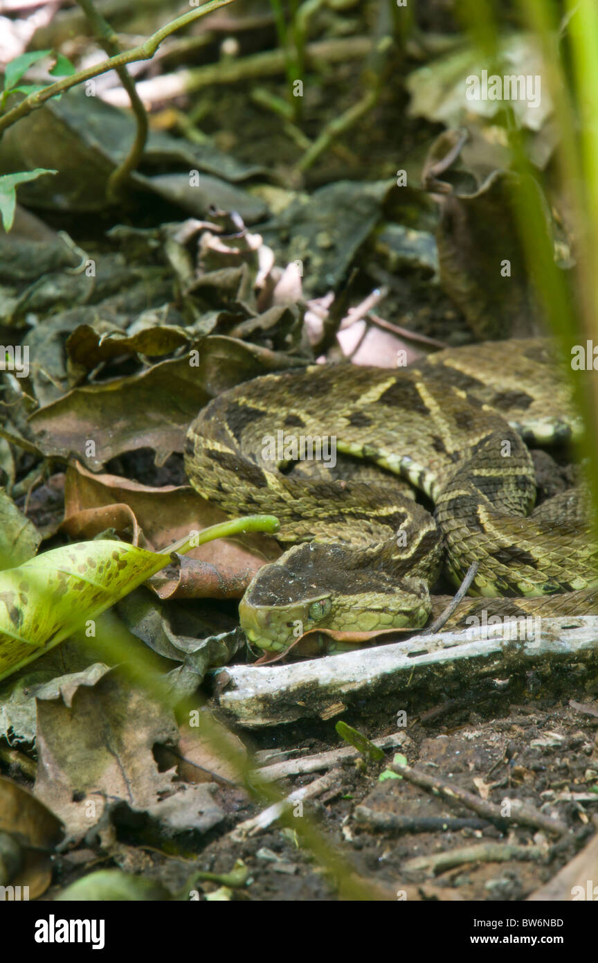 Venemous Lanzenotter Schlange, Costa Rica, Zentralamerika. Stockfoto