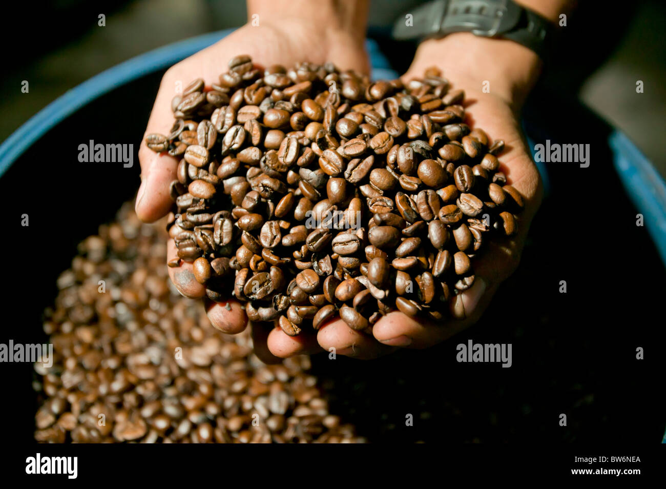 Kaffee, Monte Verde, Costa Rica, Mittelamerika Stockfoto