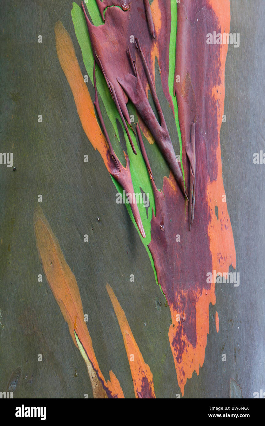 Australische Eucelyptus Baum-Rinde, Costa Rica, Mittelamerika Stockfoto