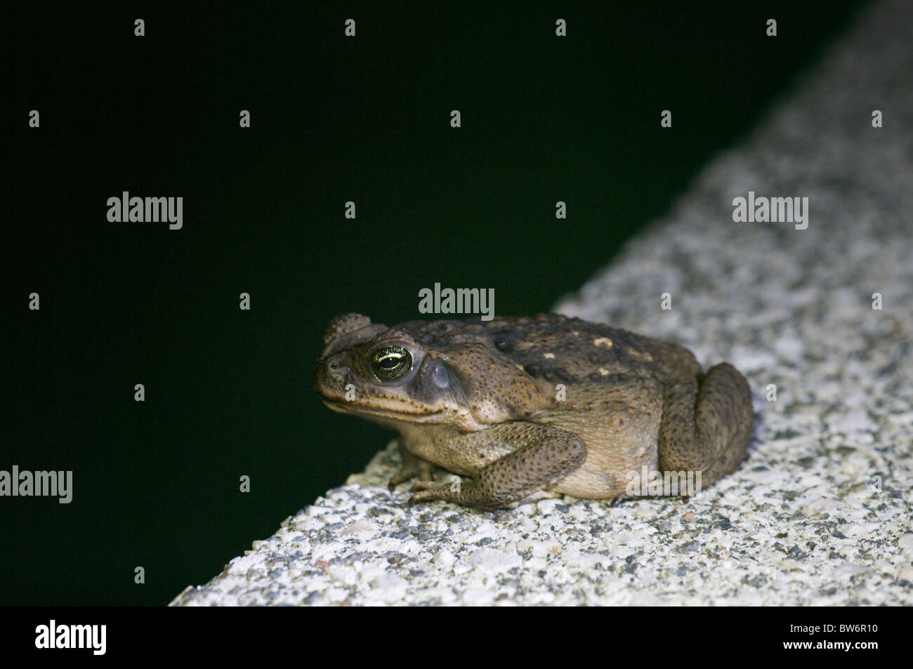 Riesige Marine Kröte (Schädlingsbekämpfer Marina) am Rande eines Swimmingpools in einem Resort in Costa Rica Sarapiquí, lauern. Stockfoto