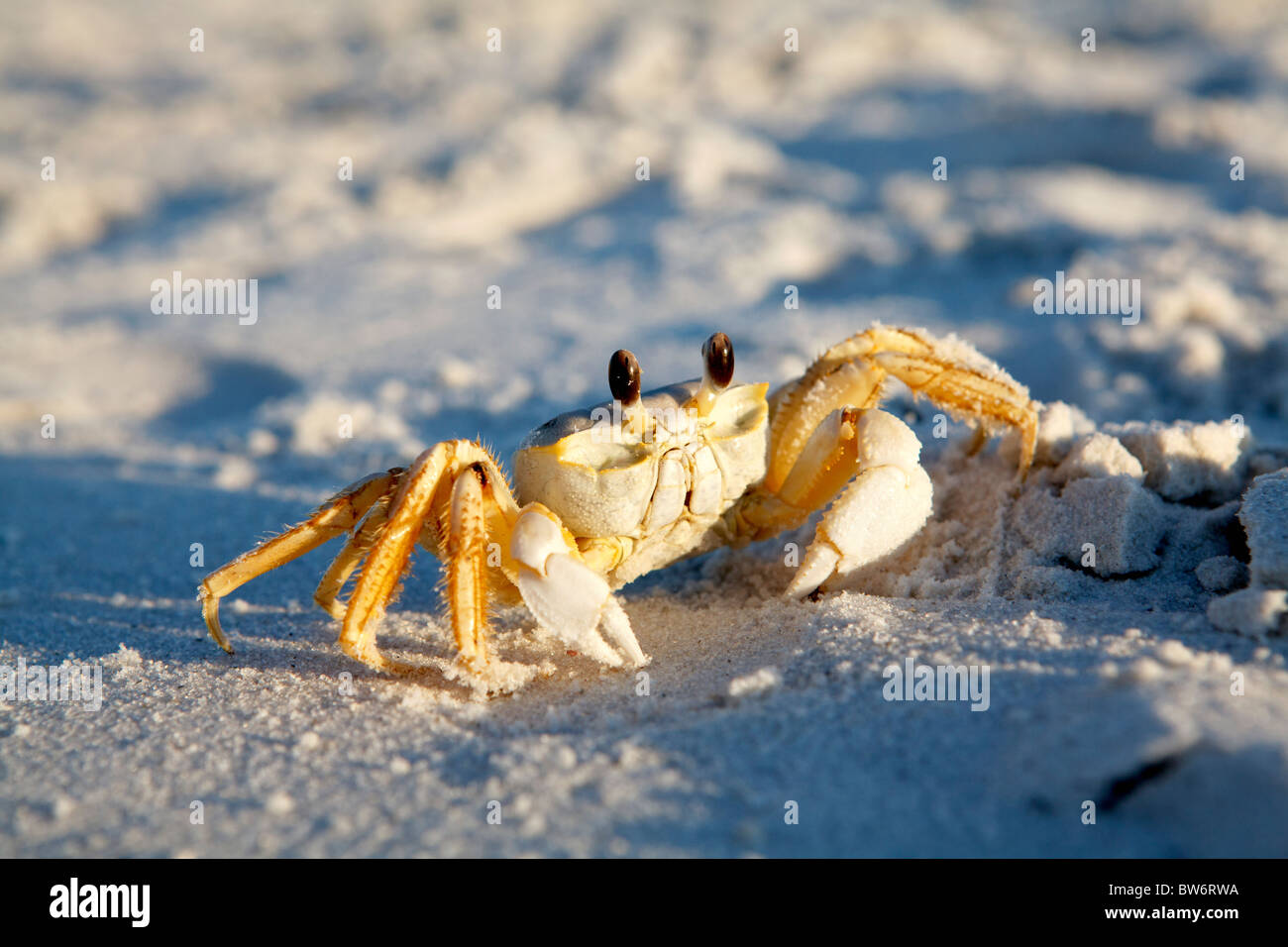 Nahaufnahme einer Ghost-Krabbe zu Fuß am Strand. Golfküste, Florida. Stockfoto