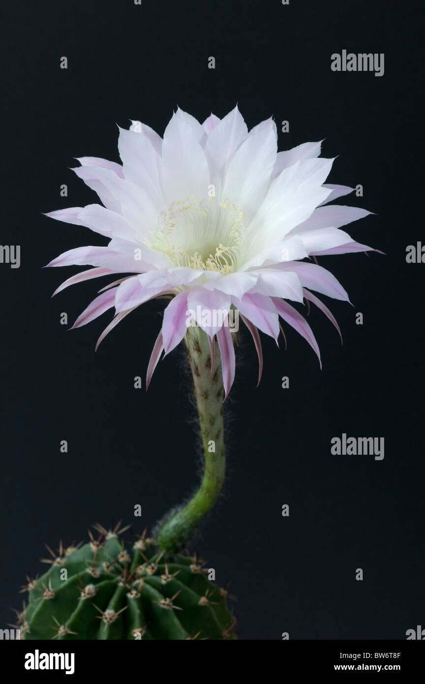 Argentinischer Riesen Kaktus (Echinopsis Candicans), blühende Pflanze. Stockfoto
