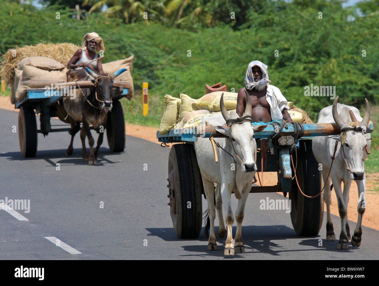 Ochsenkarren in Trichy, Provinz Tamil Nadu, Südindien. Stockfoto