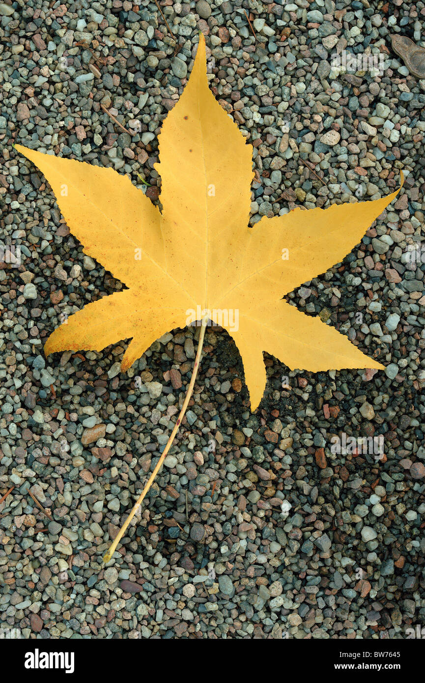 Amberbaum gelbe Baum Herbst Blatt auf die Grütze Liquidambar styraciflua Stockfoto