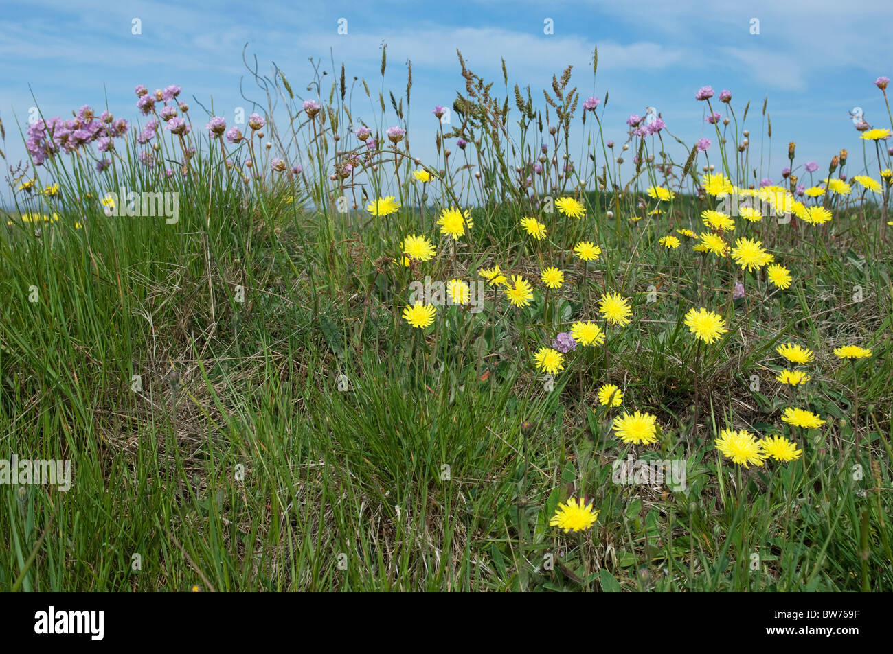 mausohr-habichtskraut-stockfotos-und-bilder-kaufen-alamy