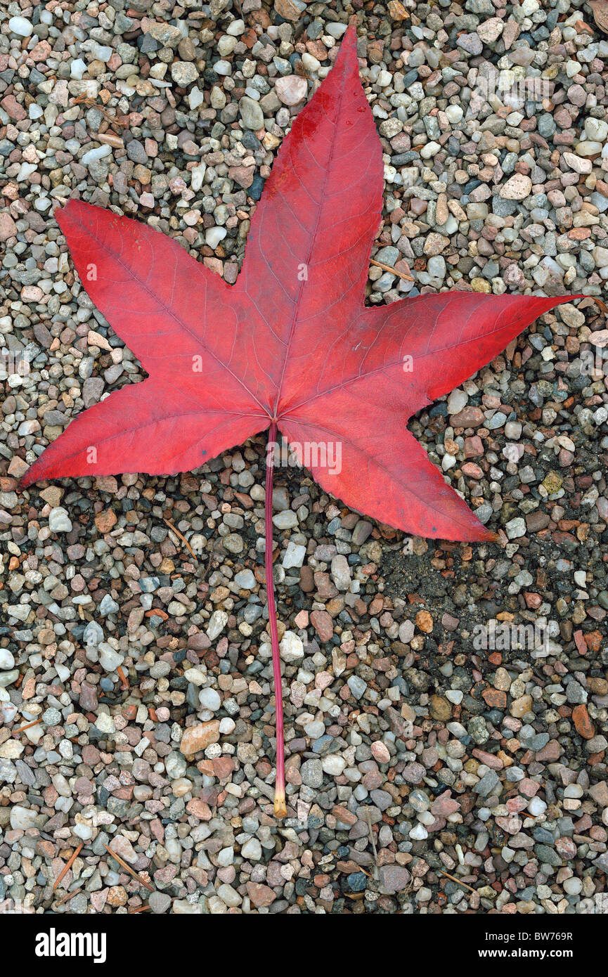 Amberbaum roten Baum Herbst Blatt auf die Grütze Liquidambar styraciflua Stockfoto