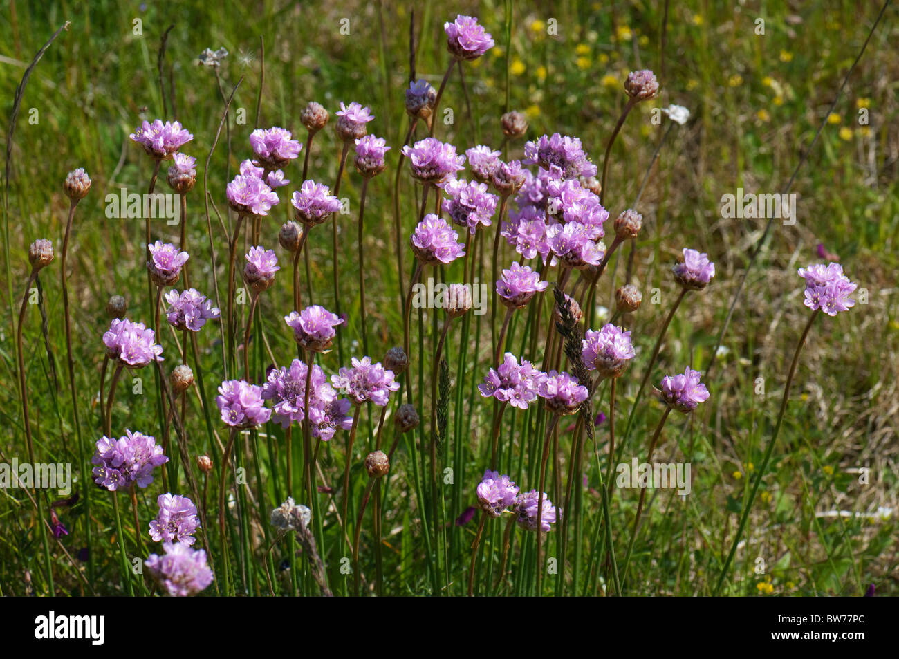 Sparsamkeit (Armeria Maritima Subspecies Maritima) in voller Blüte auf Salzwiesen. Stockfoto