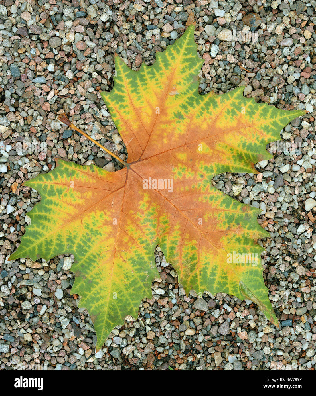 Platane Herbst Blatt auf die Grütze Platanus acerifolia Stockfoto