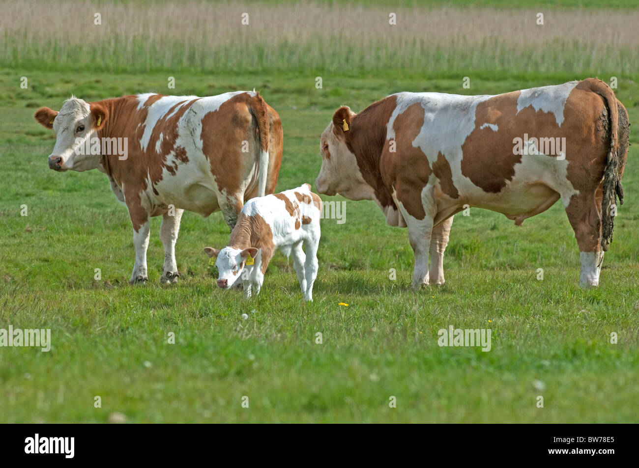Hausrind (Bos Primigenius, Bos Taurus), züchten: Fleckvieh. Stier, Kuh und Kalb auf der Weide. Stockfoto
