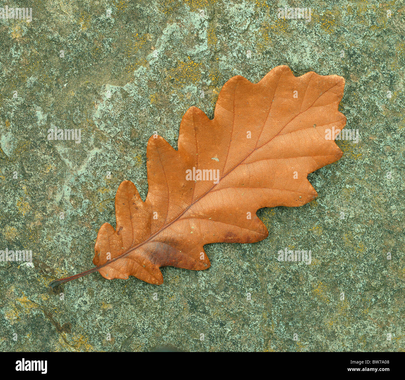 Braune Traubeneichen Herbst Eichenblatt auf der steinernen Quercus petraea Stockfoto