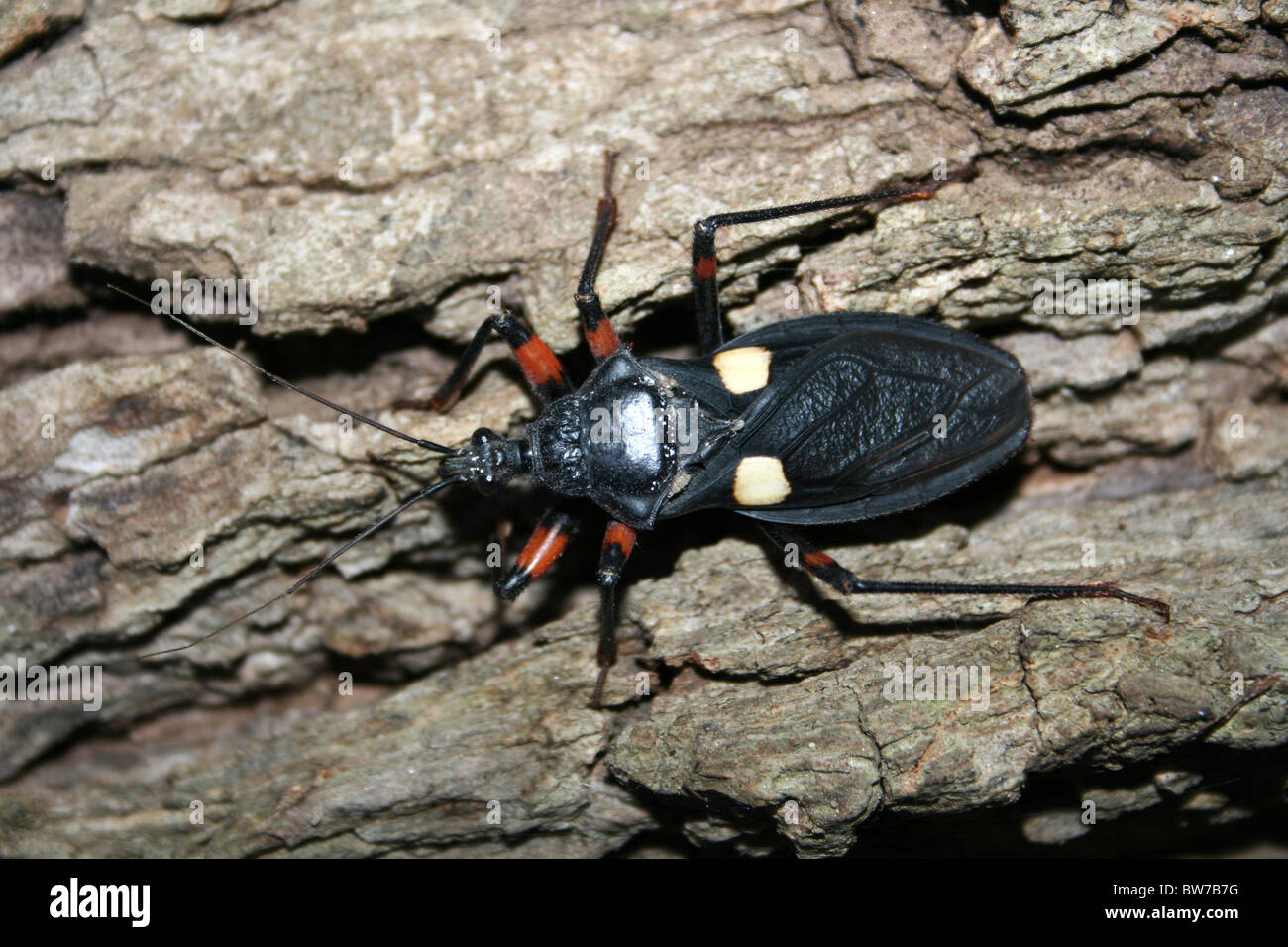 Schlangenaale Assassin Bug Platymeris Biguttata Taken im Omo-Tal, Äthiopien Stockfoto