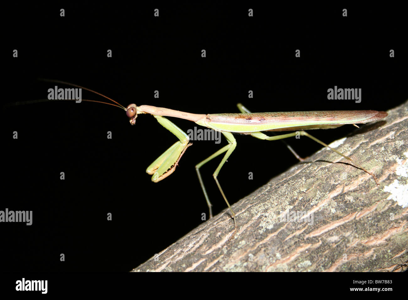 Mantis nachts genommen, im Omo-Tal, Äthiopien Stockfoto