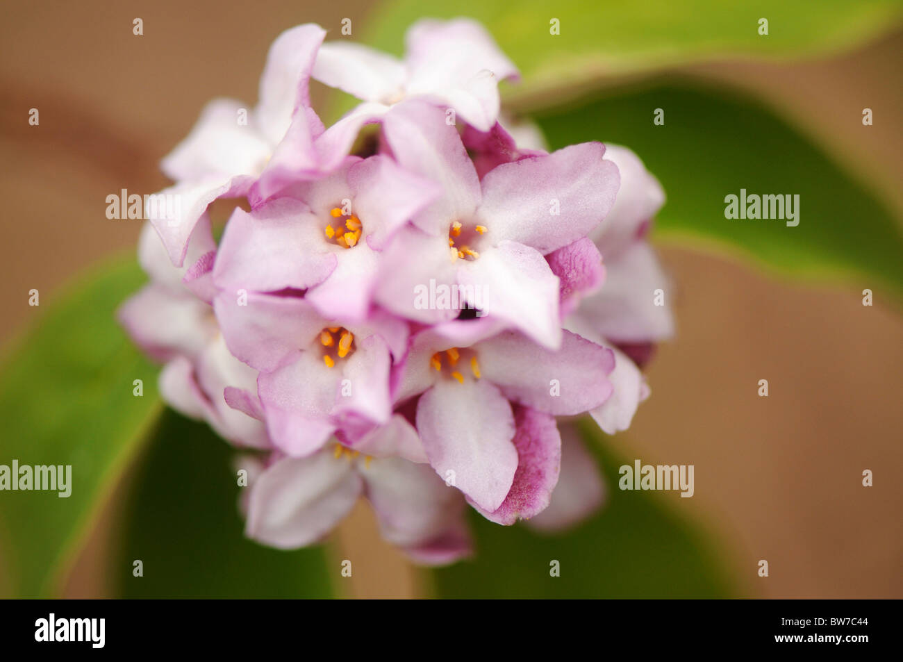 Eine einzelne Runde Flowerhead Daphne Bholua "Limpsfield" Stockfoto