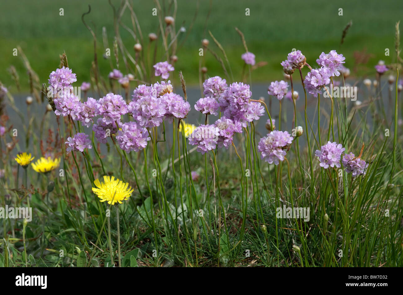 Sparsamkeit (Armeria Maritima Subspecies Maritima) in voller Blüte auf Salzwiesen. Stockfoto