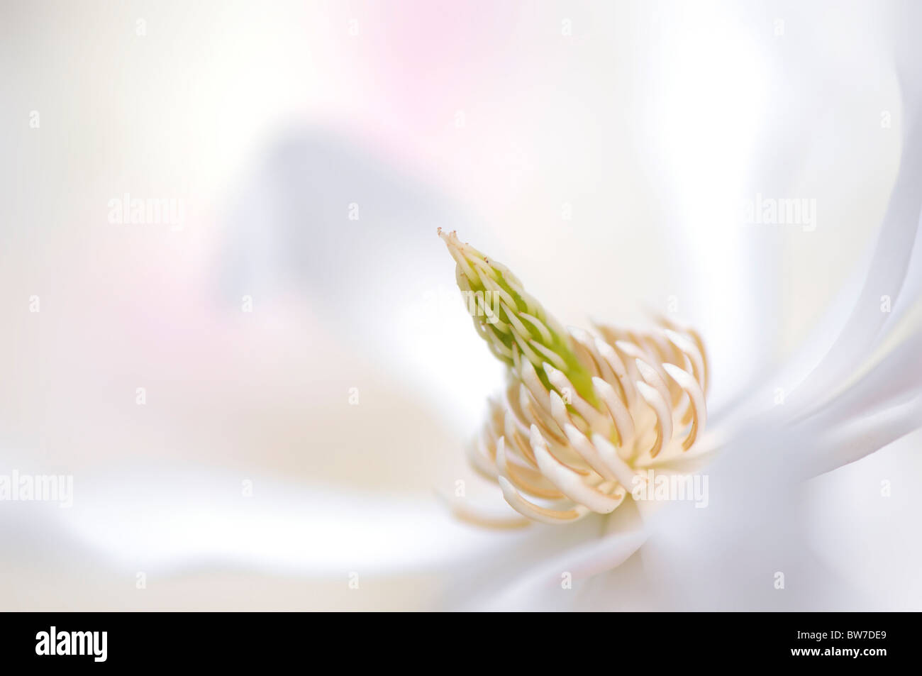 Eine einzelne Blume Magnolia Stellata - Stern-Magnolie Stockfoto