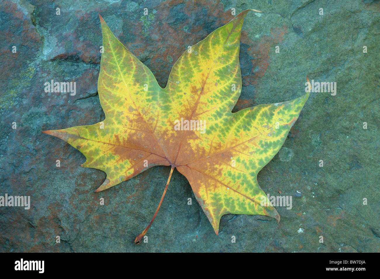 Platane Herbst Blatt auf die bläuliche Stein Platanus acerifolia Stockfoto