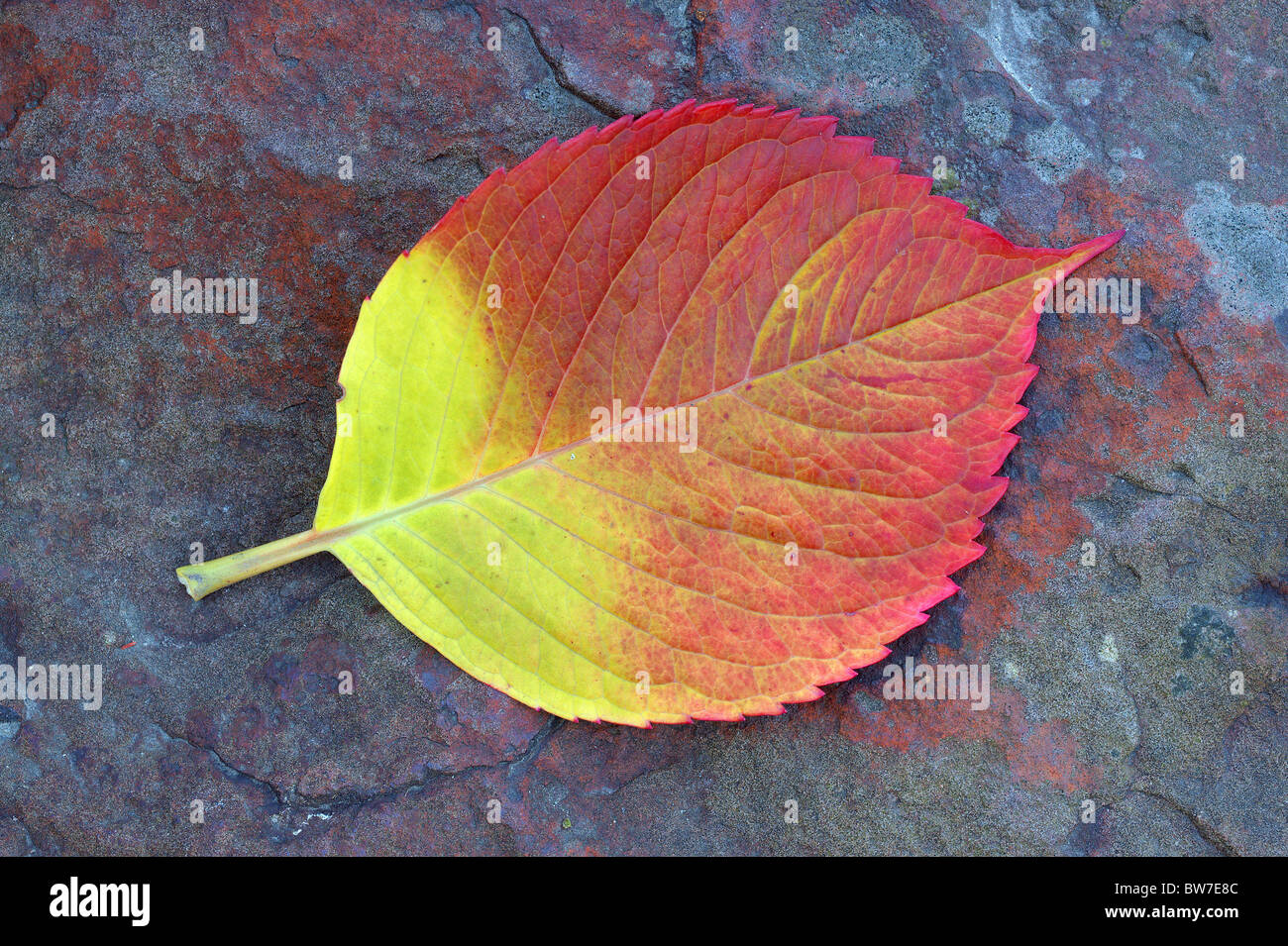 Hortensie gelbe rote Herbst Blatt auf den bläulichen Stein Stockfoto