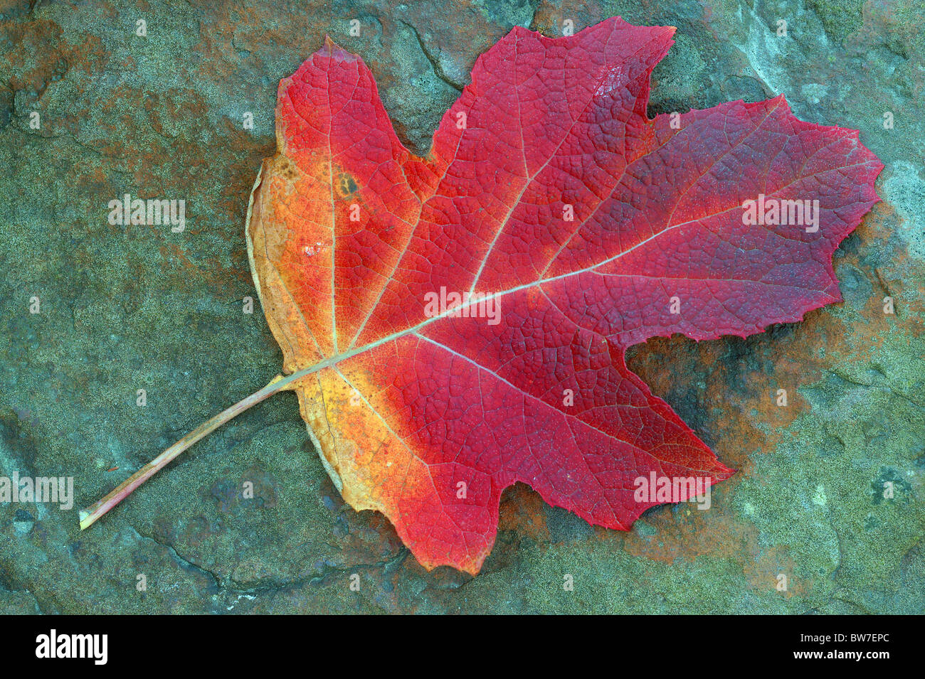 Hydrangea Quercifolia rot Herbst Blatt auf den bläulichen Stein Stockfoto