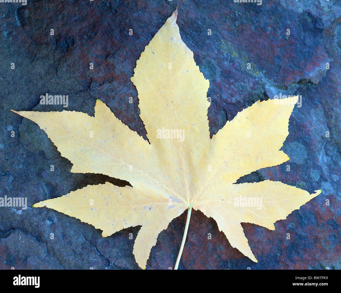 Amberbaum gelbe Baum Herbst Blatt auf die bläuliche Stein Liquidambar styraciflua Stockfoto