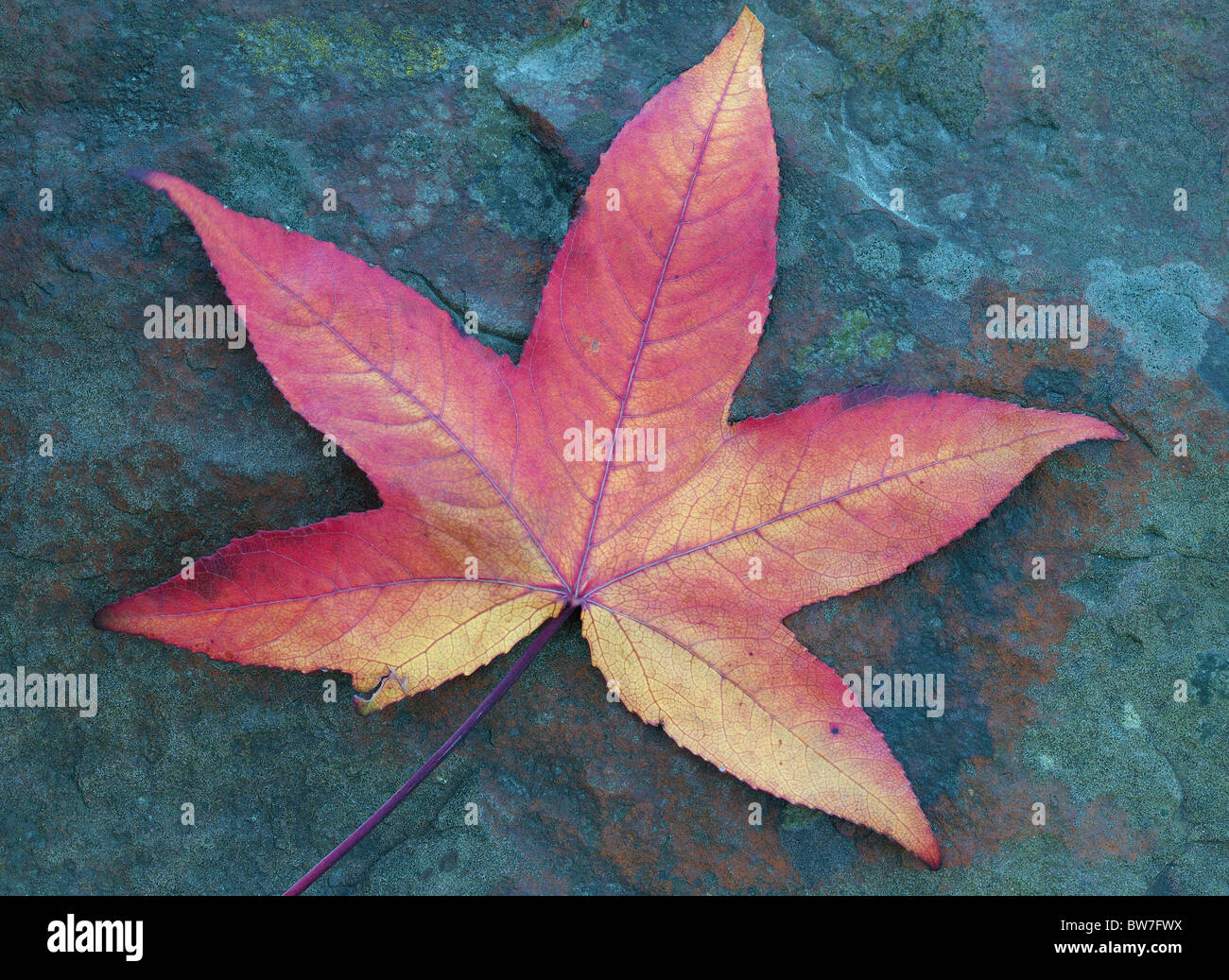 Amberbaum roten Baum Herbst Blatt auf die bläuliche Stein Liquidambar styraciflua Stockfoto