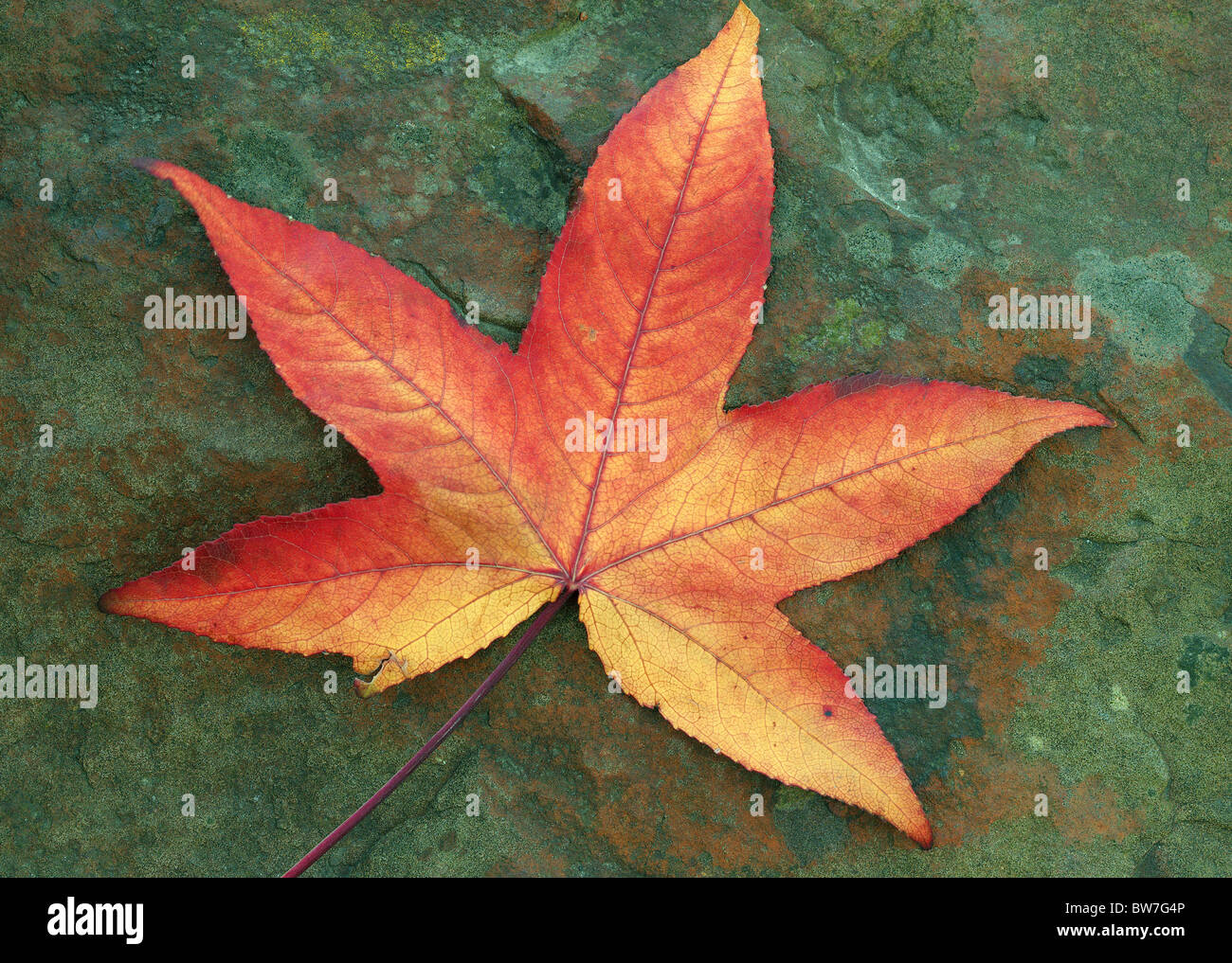 Amberbaum roten Baum Herbst Blatt auf Stein Liquidambar styraciflua Stockfoto
