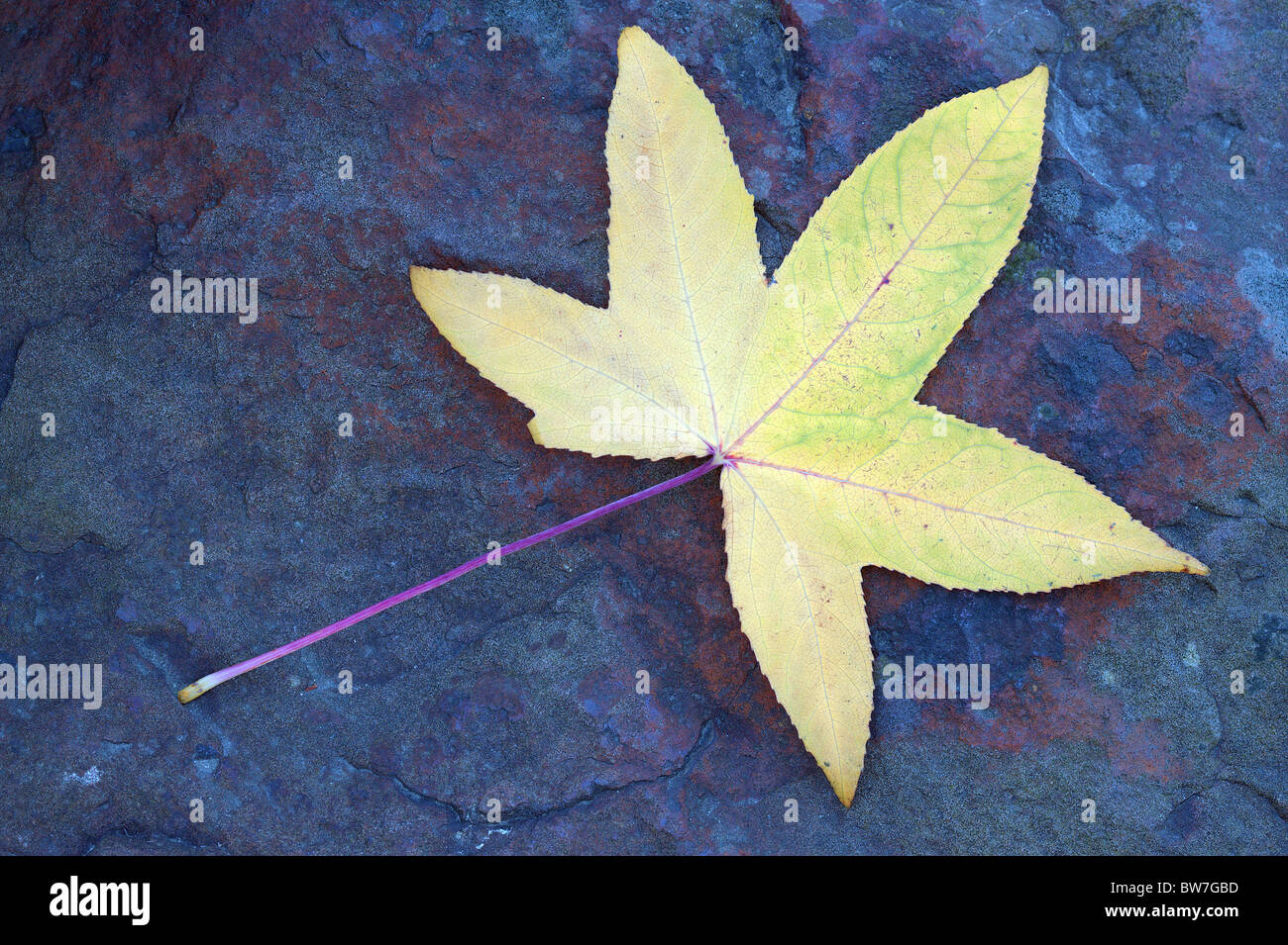 Amberbaum gelbe Baum Herbst Blatt auf die bläuliche Stein Liquidambar styraciflua Stockfoto
