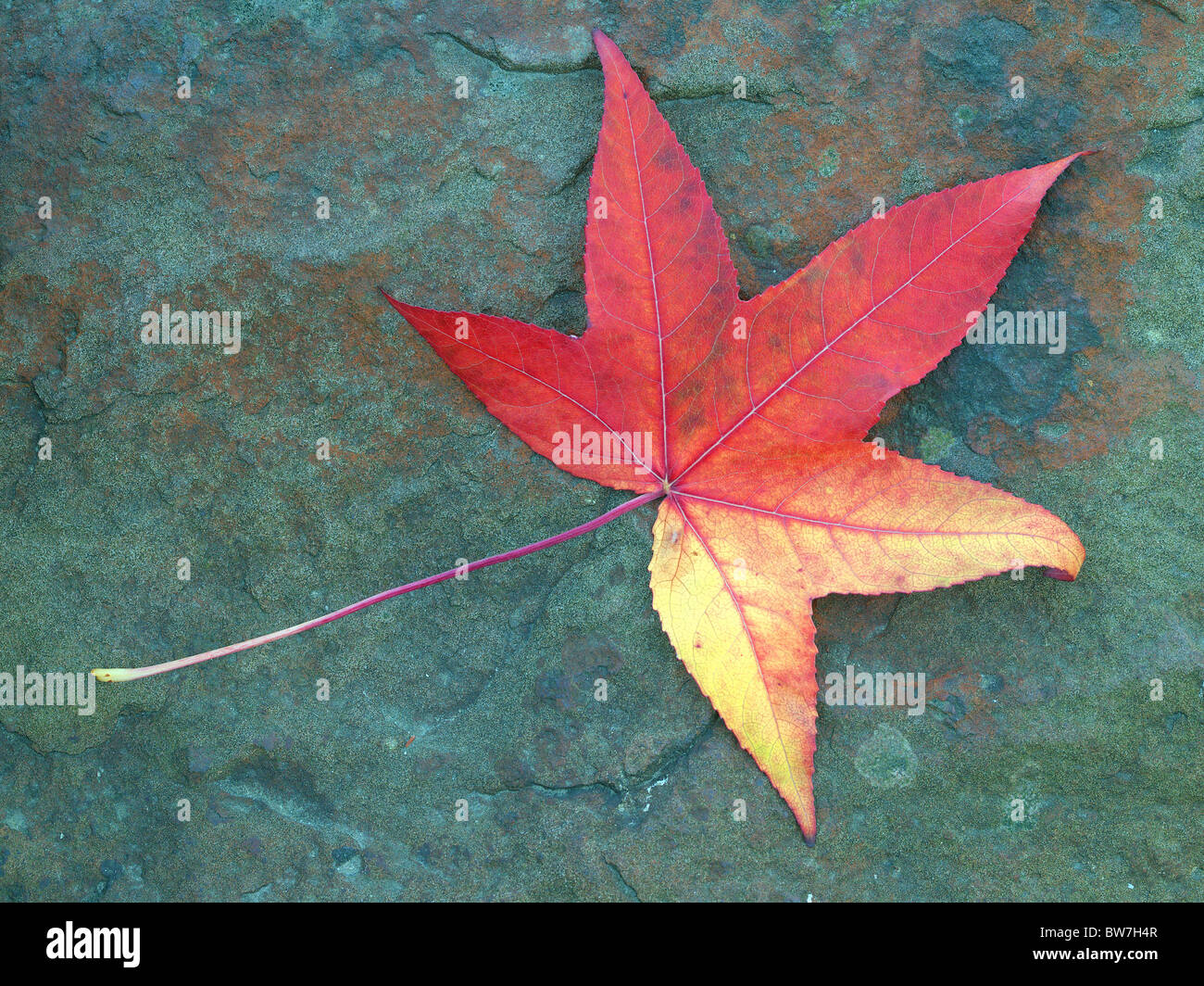 Amberbaum roten Baum Herbst Blatt auf die bläuliche Stein Liquidambar styraciflua Stockfoto