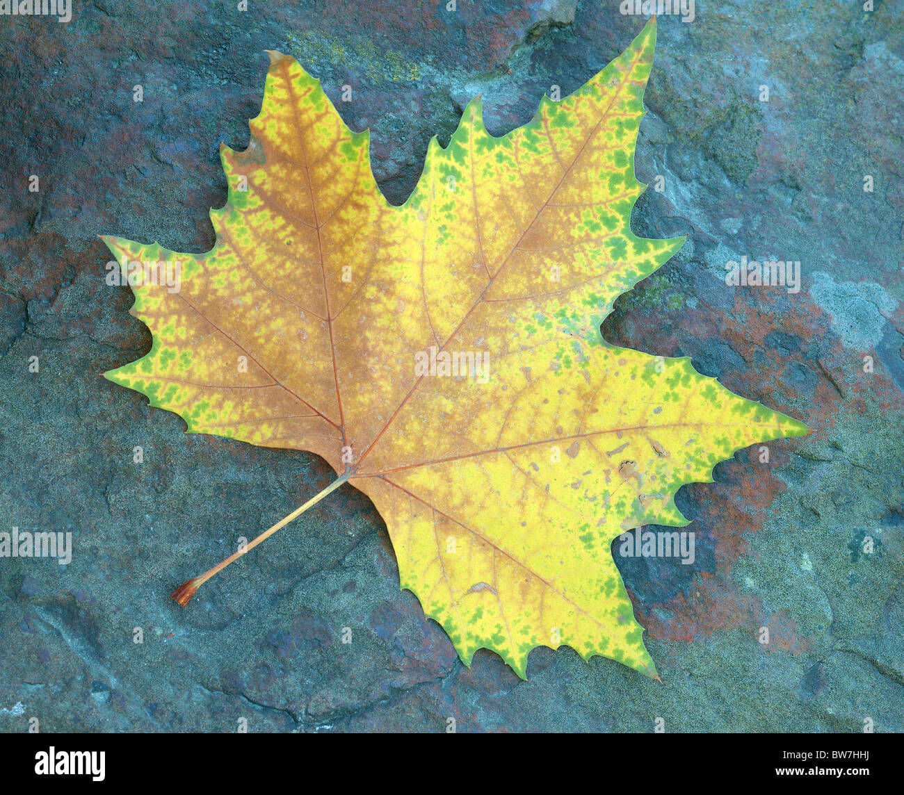 Platane Herbst Blatt auf die bläuliche Stein Platanus acerifolia Stockfoto