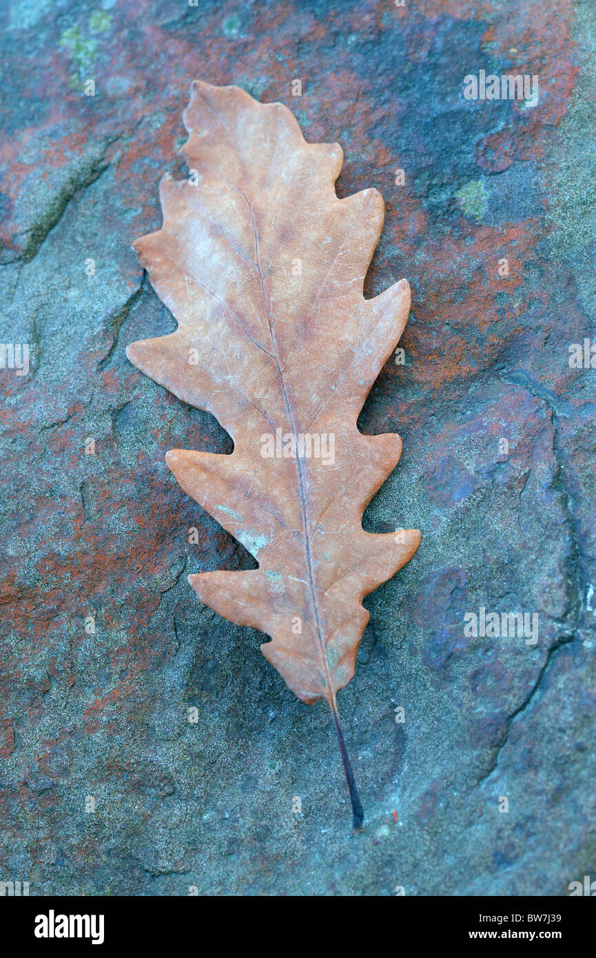 Braune Traubeneichen Herbst Eichenblatt auf die bläuliche Stein Quercus petraea Stockfoto