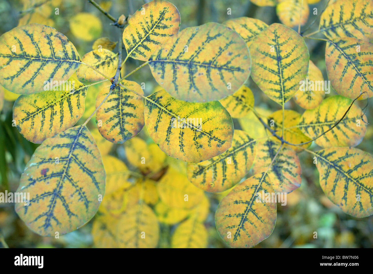 Rauch-Baum gelbe Herbstlaub Nahaufnahme Cotinus coggygria Stockfoto
