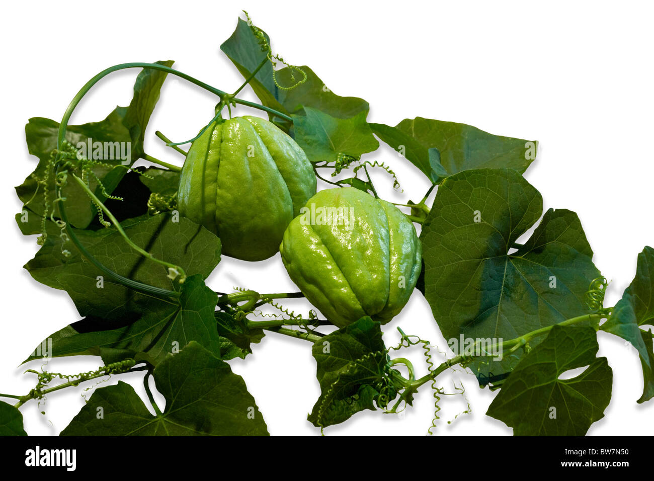 Chayoten (Sechium Edule) mit herzförmigen Blättern auf weißem Hintergrund fotografiert. Chayottes Photographiées Sur fond Blanc. Stockfoto