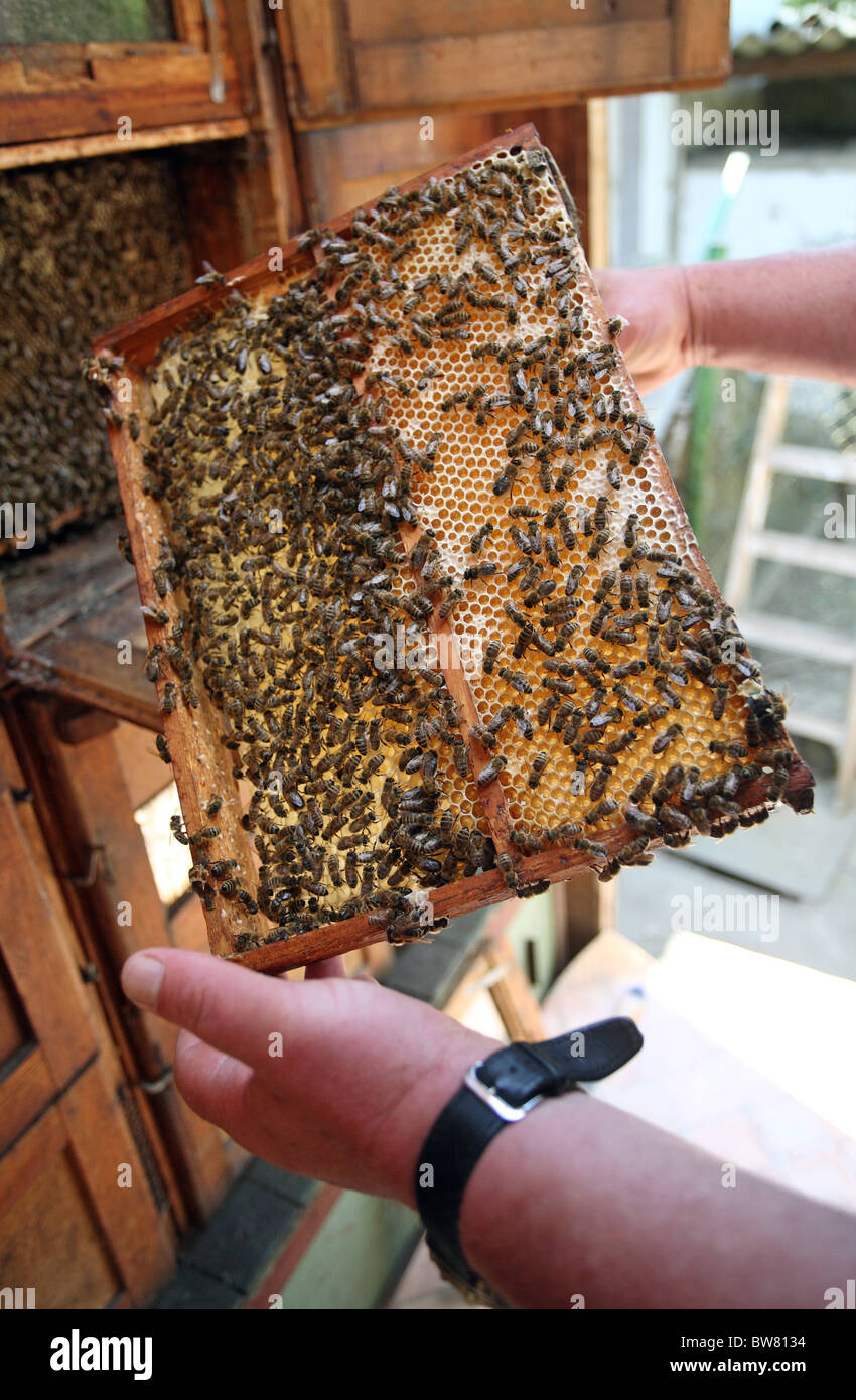 Honigbienen auf einer Honigwabe Stockfoto