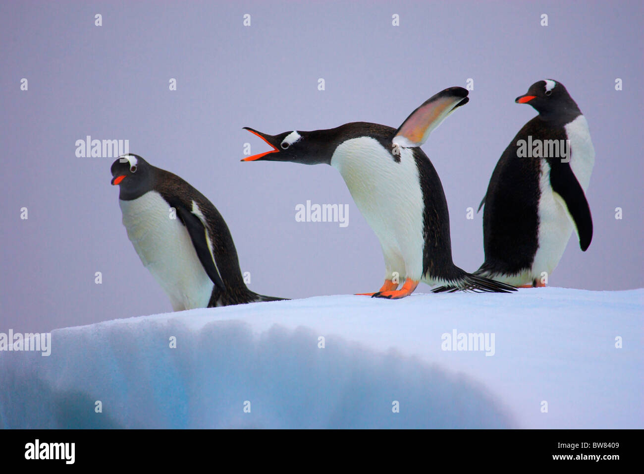 Gentoo Pinguine auf dem Eis, ein Aufruf (Pygoscelis Papua) antarktische Halbinsel Stockfoto