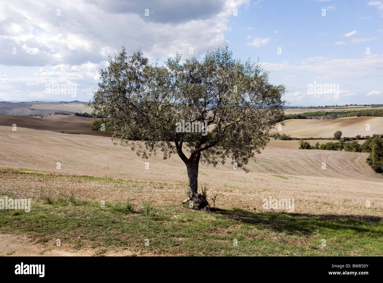Olivenbaum in Kreta, Toskana Siena Stockfoto