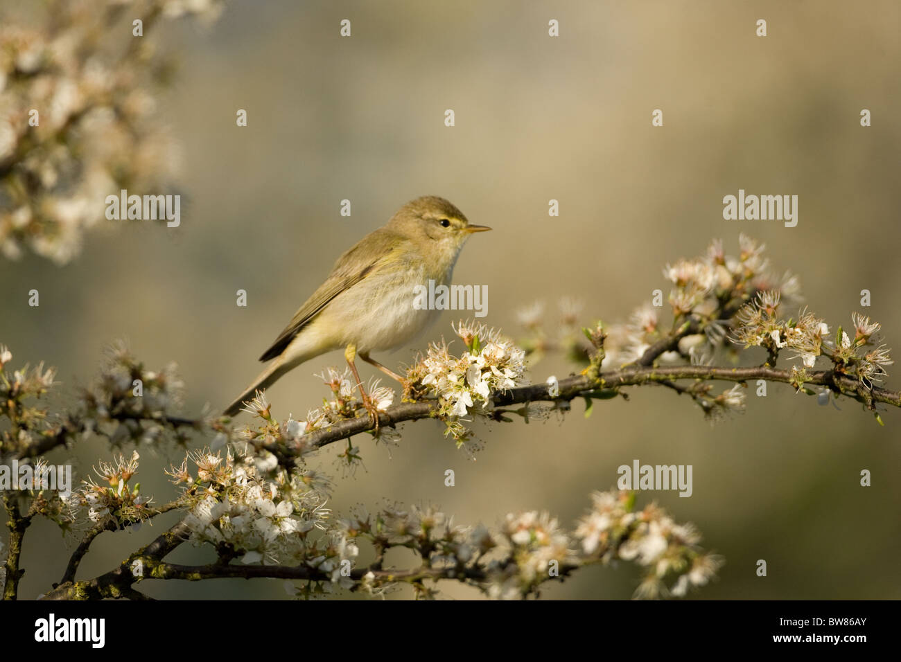 Der Fitis (Phylloscopus Trochilus) ist eine sehr häufige und weit verbreitete Blatt Grasmücke. Stockfoto