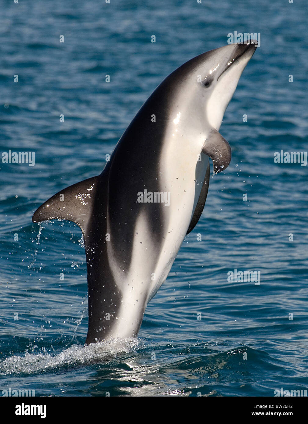 Dusky Dolphin {Lagenorhynchus Obscurus} springen an der Oberfläche, Kaikoura, Südinsel, Neuseeland Stockfoto