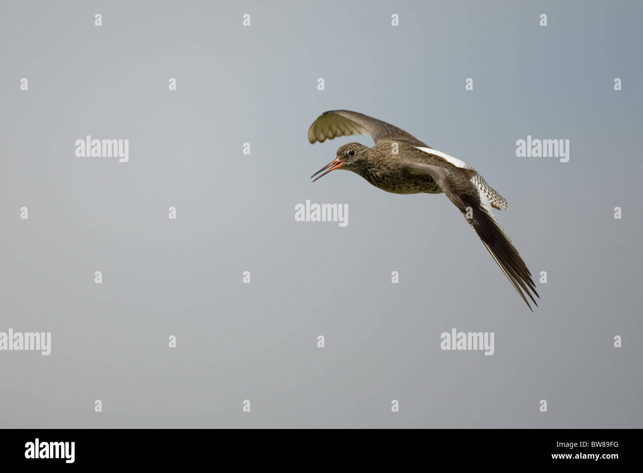 Die gemeinsame Rotschenkel oder einfach Rotschenkel (Tringa Totanus) ist eine eurasische Wader in der großen Familie Scolopacidae. Stockfoto