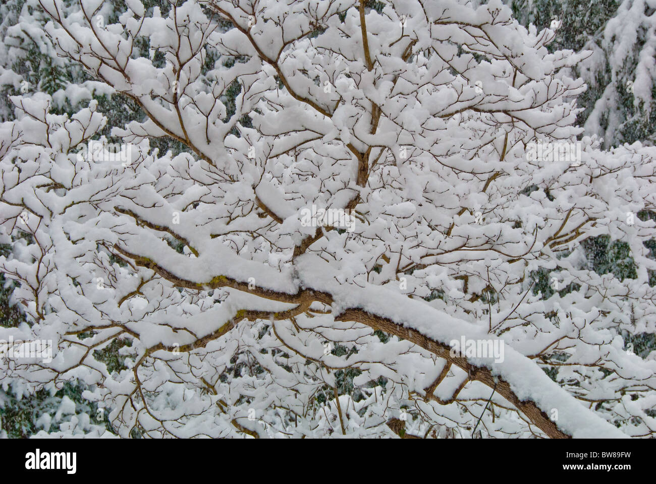 Schneebedeckte Äste in Asheville, North Carolina, USA Stockfoto