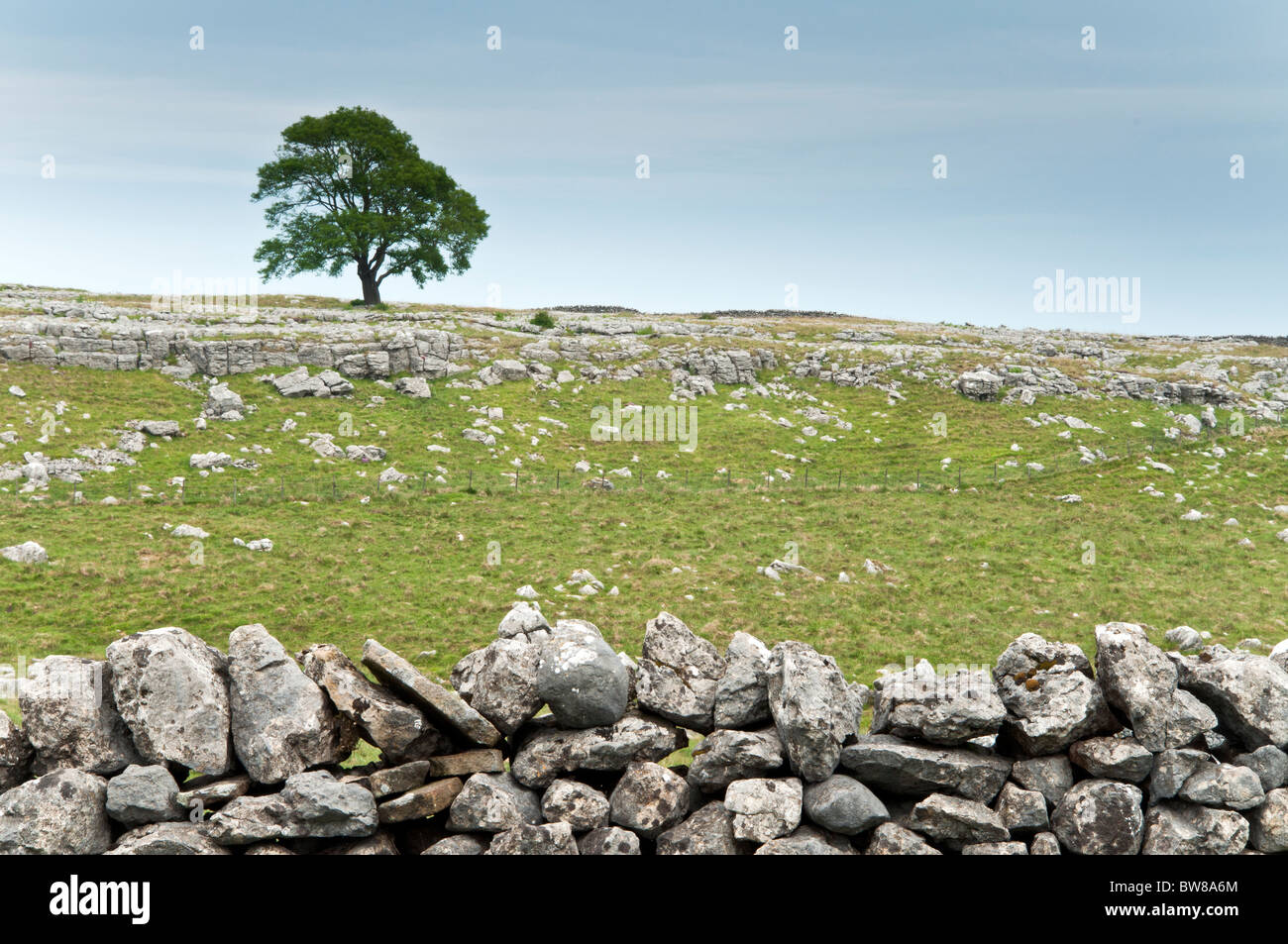 Yorkshire Dales Malham Baum auf Kalkstein Pflaster und Trockenmauer Stockfoto