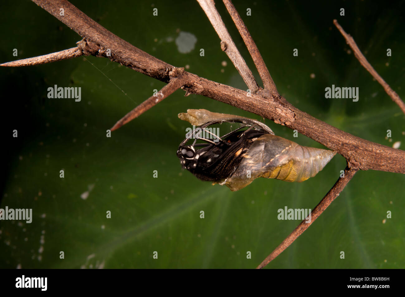 Lebenszyklus der Schmetterlinge Stockfoto