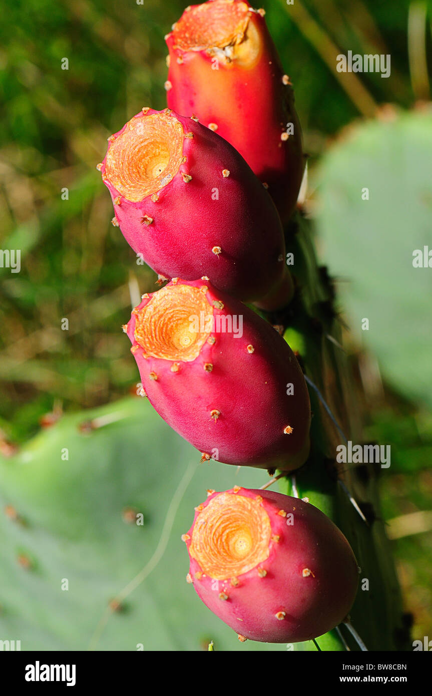 Texas Stachelige Birne Stockfoto