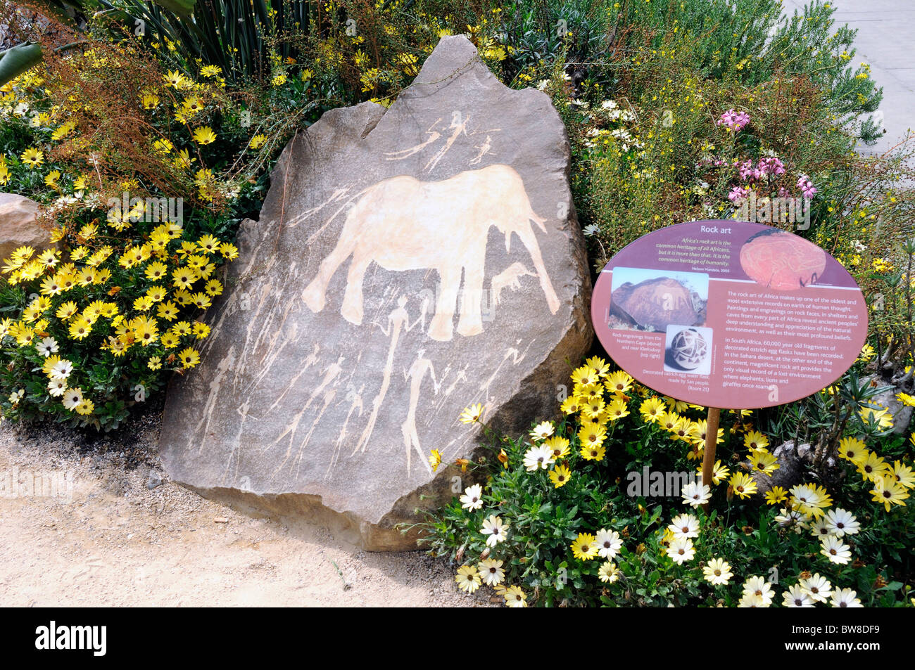 Afrikanische Felskunst angezeigt eine Rock-Gravur an der Northern Cape, South Africa mit Schild im Garten vor dem British Museum Stockfoto